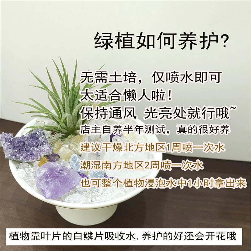 优品盆栽l 能量水晶o小盆栽/水晶盆景/工位搭档家居办公玄关摆.