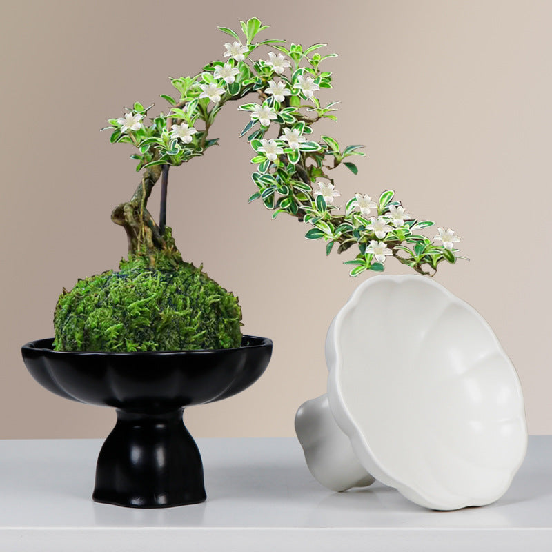 米竹水培花盆陶瓷花瓣苔藓球花盆客厅桌面绿植菖蒲摆件盆景干果盘