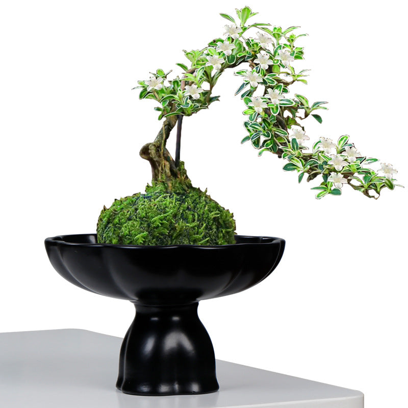 米竹水培花盆陶瓷花瓣苔藓球花盆客厅桌面绿植菖蒲摆件盆景干果盘