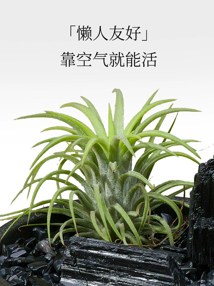 天然水晶黑曜石碧玺扩香石微景观家用室内桌面装饰品空气凤梨摆件