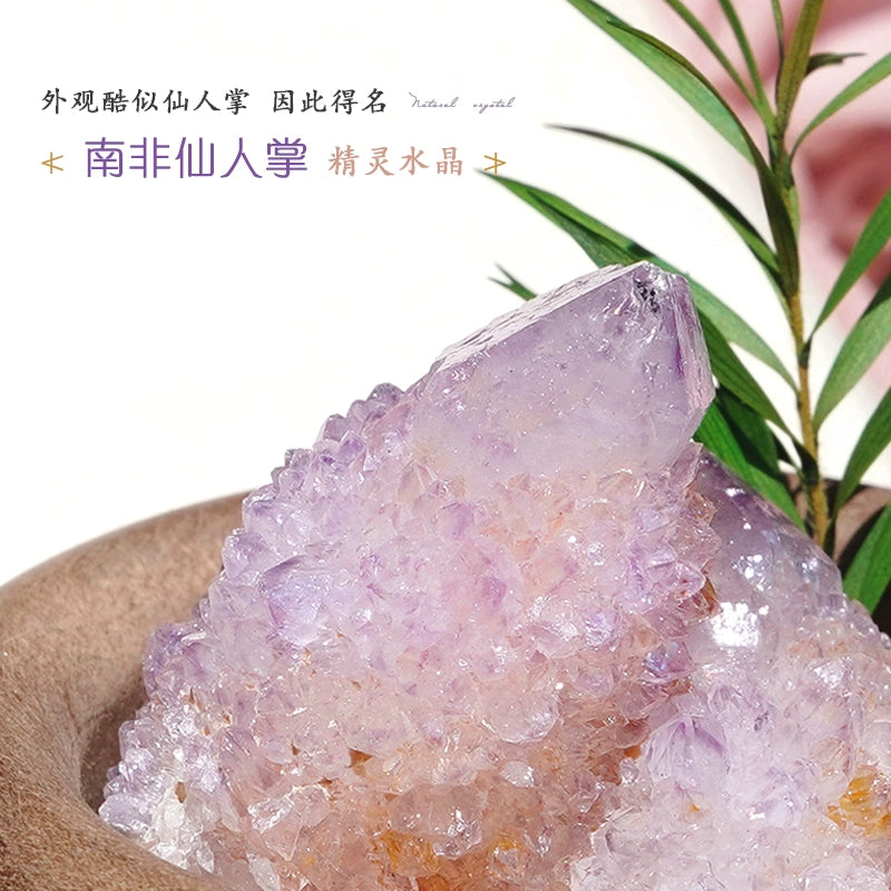 南非仙人掌 紫水晶摆件原石天然矿物晶体小豆丁精灵水晶晶簇迷你